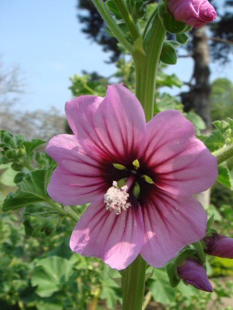 Lavatera arborea fleur